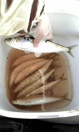 2008/1/4 �Ѿ�������ޥ��亮���