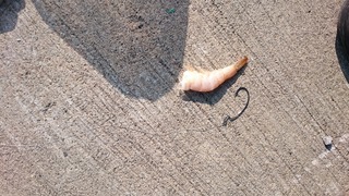 2019 ¥ï¡¼¥à¿Ë¤È¥Ð¥Ê¥á¥¤¥¨¥Ó