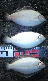 b39b1adf.jpg