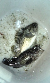 2007/7/15 苫小牧釣果ソイ2匹