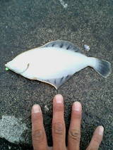 2007/5/10 小樽 クロガシラ