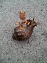 2007/5/13 小樽で釣ったヤドカリ