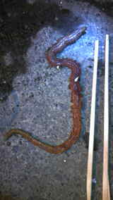 イソメ 捕獲 苫小牧 漁港