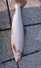 2009/6/26 苫小牧海アメマス釣果