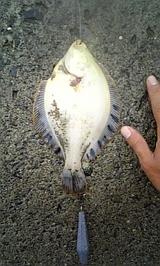 2007/9/20 タカノハ20cm リリースサイズ 投げ釣り