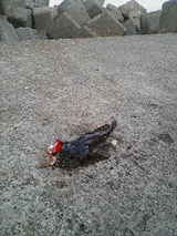 小樽 釣り 小カジカ