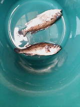 2007/3/27 クロソイ2匹 小さい釣果