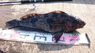 2019/6/20 ¥¢¥Ö¥é¥³ ÆÑ¾®ËÒ¹Á