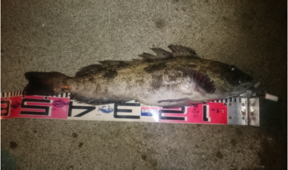 2021/10/24 様似漁港港内で釣れたアブラコ50cm