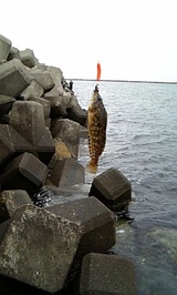 2007/7/5 �Ѿ��������֥顼