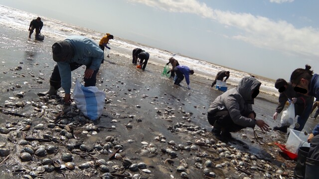 ホッキ 浜厚真 海岸 時化 打ちあがった