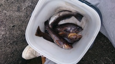 2017 バケツ 釣果
