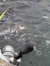 2007/5/17 �Ѿ��� ���̤�ɺ��˹��