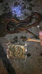 イソメ 太さ 比較 ダメオヤジ