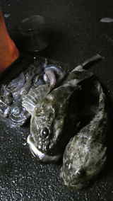 2010 ��������ȥ����� ���