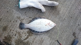 2019/6/20 ¥¯¥í¥¬¥·¥é ÆÑ¾®ËÒ¹Á