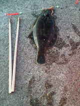 小樽 割りばしサイズのカレイ 釣り