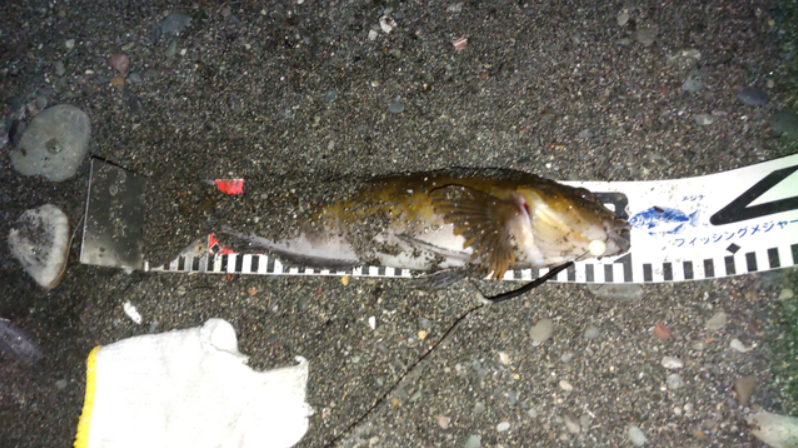 2025/3/12 ���֥饳30cm