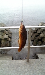 2007/9/20 ハゴトコ