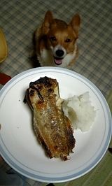 �ۥå��α��Ƥ� �� ������ �ڥå�