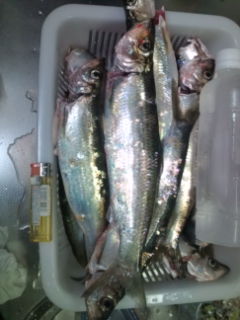 10月 ノアールさん釣果 ダメオヤジ釣り日記かもねー うふふ 10月 ノアールさん釣果 ダメオヤジ釣り日記かもねー うふふ