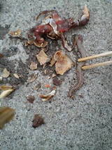 2007 割ったヤドカリの殻の中にイソメが共生