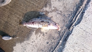 2019/6/20 ¥¢¥Ö¥é¥³ ÆÑ¾®ËÒ