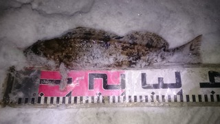 2019/12/22 ���֥饳 �Ѿ��ҹ�