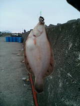 釣り餌 自販機のイソメで釣れたカレイ