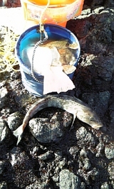 2008/3/12 ���ܳ� �ۥå�37���