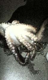 2008/7/24 ��Ϸ���� ����