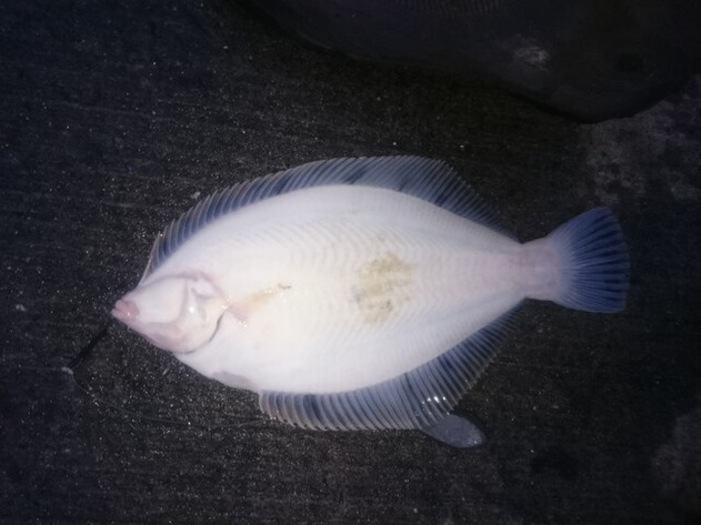 2021/6/22 苫小牧港クロガシラ 投げ釣り
