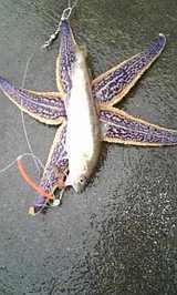 2007/8/7 ���ޥ��ȥҥȥ�