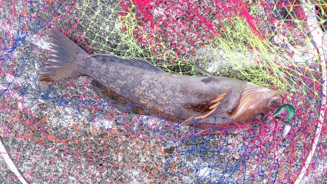 9月30日 苫小牧 朝 アブラコ1匹 ダメオヤジ釣り日記かもねー うふふ 9月30日 苫小牧 朝 アブラコ1匹 ダメオヤジ釣り日記かもねー うふふ