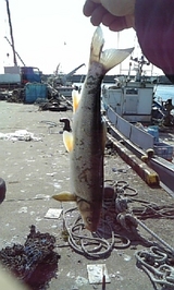 ウグイ サビキ 釣り 長万部 漁港 2009/4/2