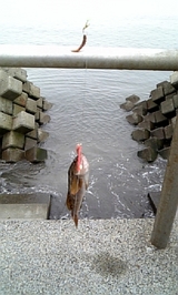 小さなアブラコ 伊達海岸