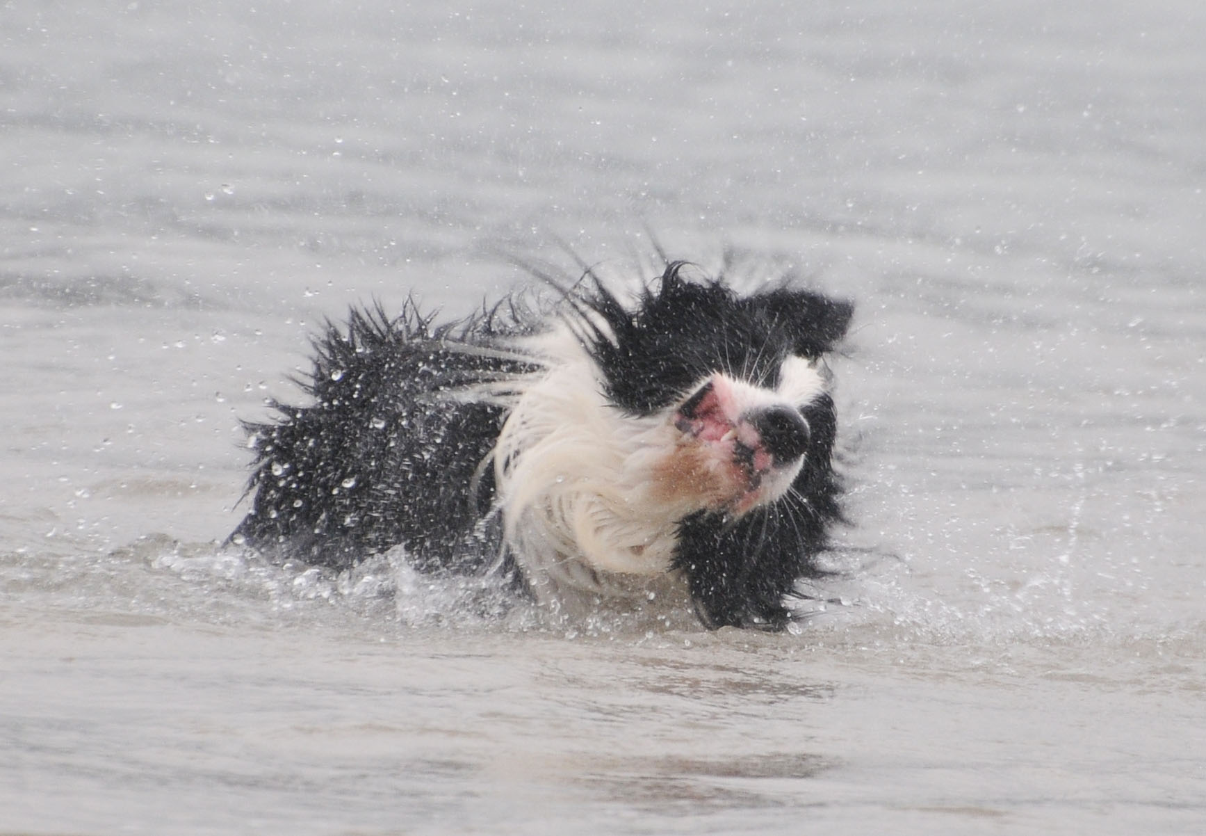ぶるぶる 境界の犬