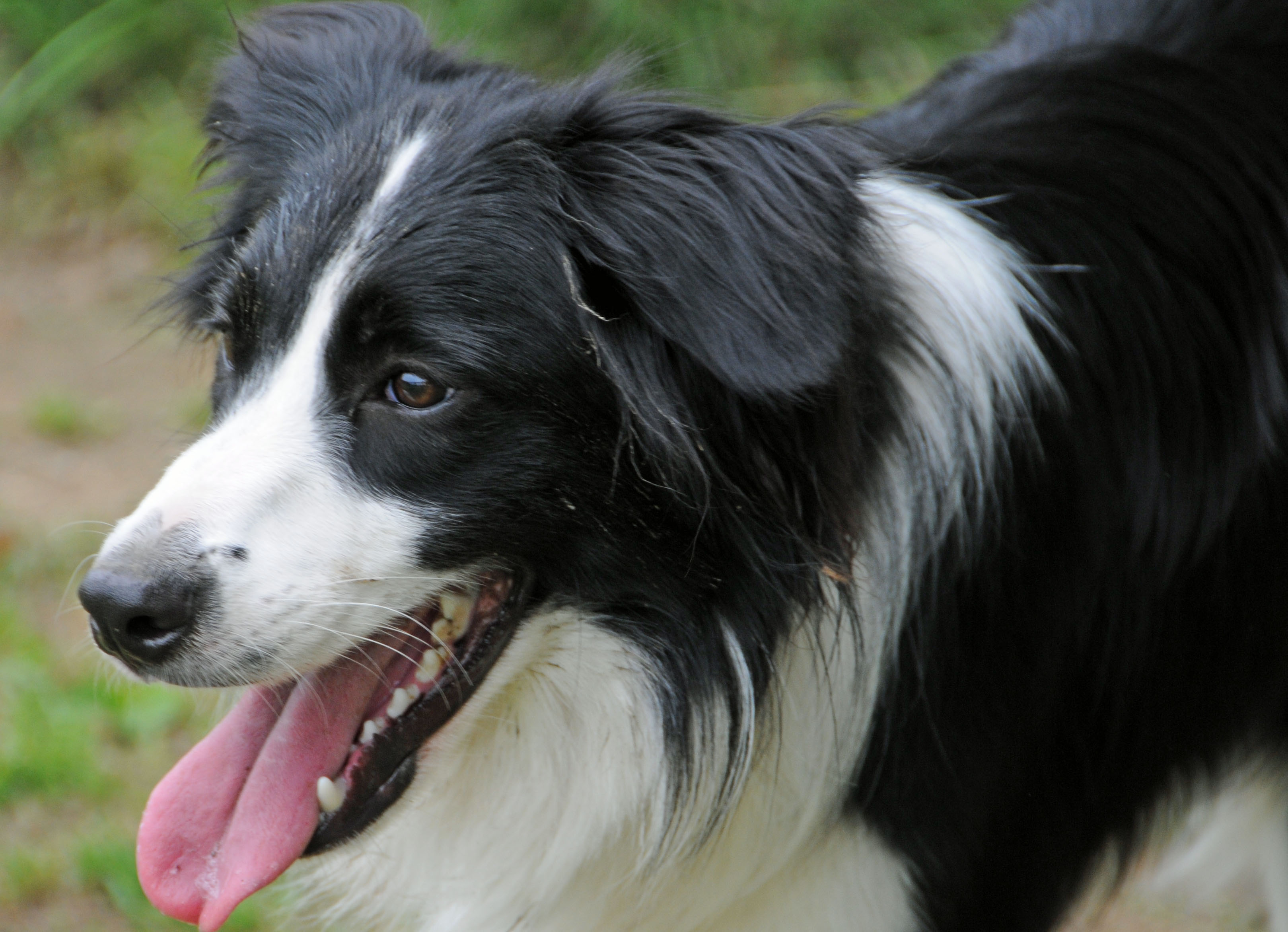 玉ねぎとミルクとブドウと 犬 境界の犬