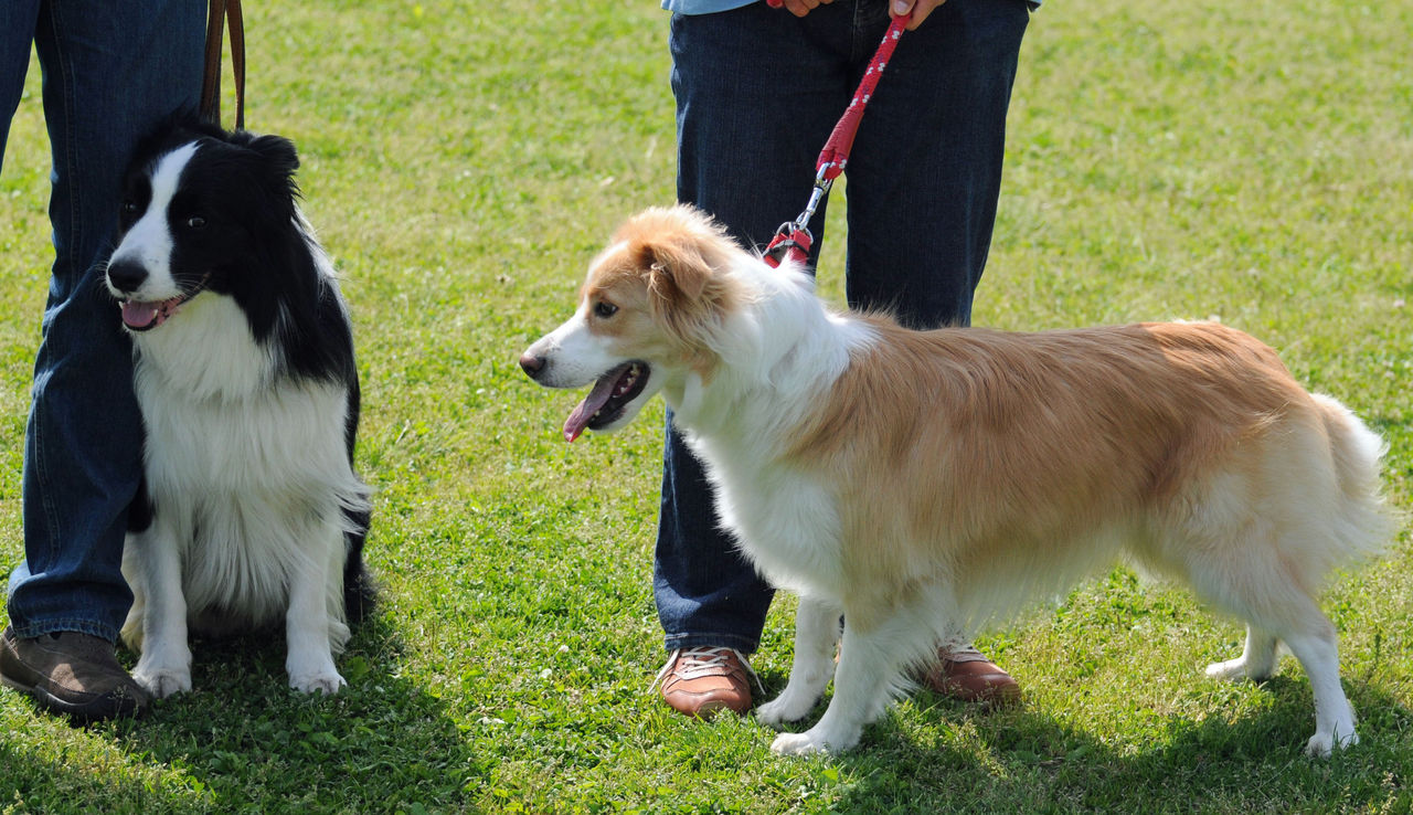 Would You Pose With Me 境界の犬