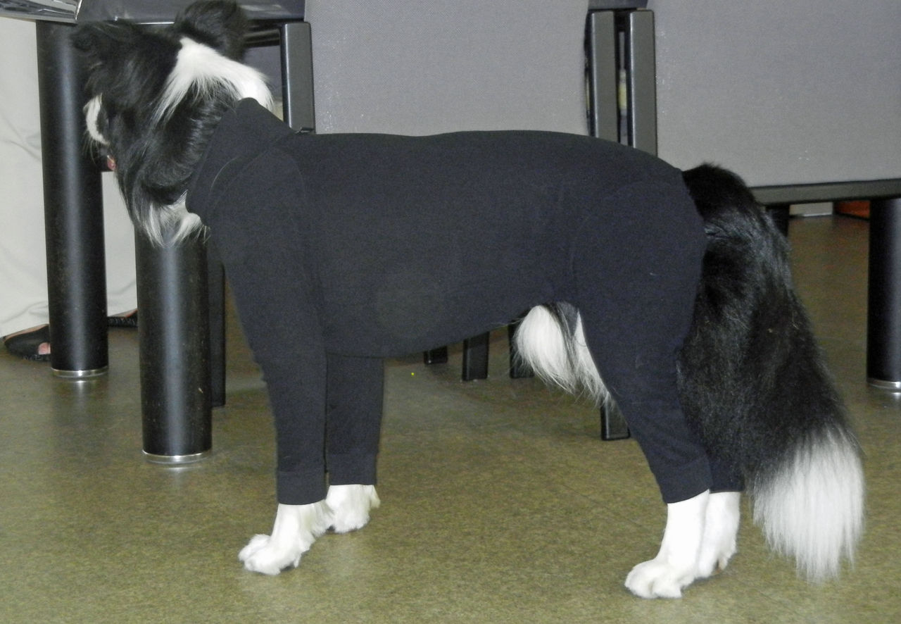 Oh パジャマ 境界の犬 Oh パジャマ 境界の犬