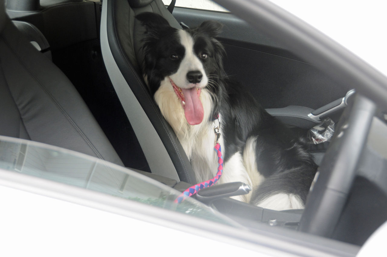 赤いヤツでナンパ 境界の犬 赤いヤツでナンパ 境界の犬