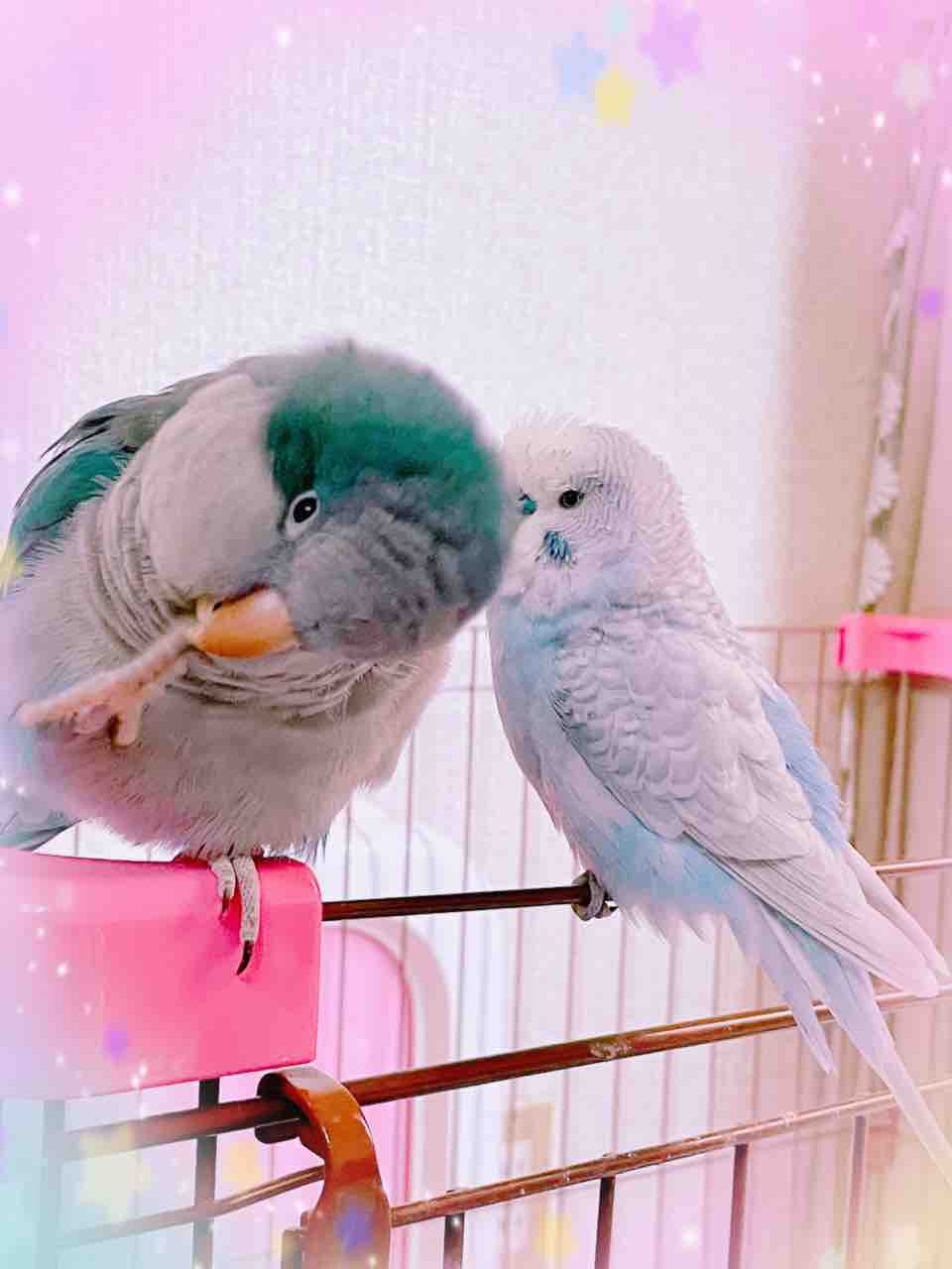 人生折り返し地点とうに通過の母ちゃん日記 母ちゃんのインコ日記