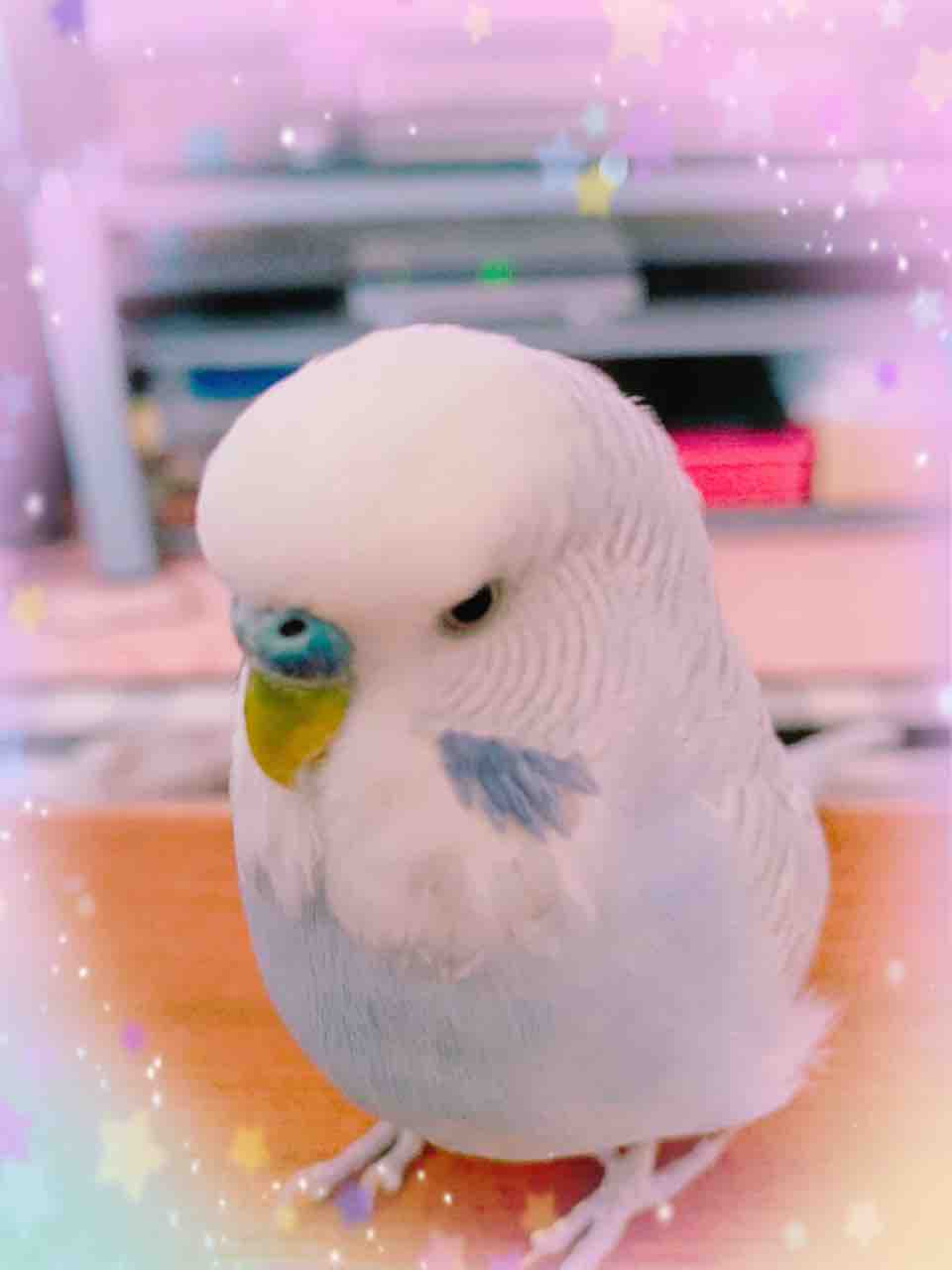 21 04 15 考える人 鳥 大福 茶々丸 ぽんず Naruto編 人生折り返し地点とうに通過の母ちゃん日記