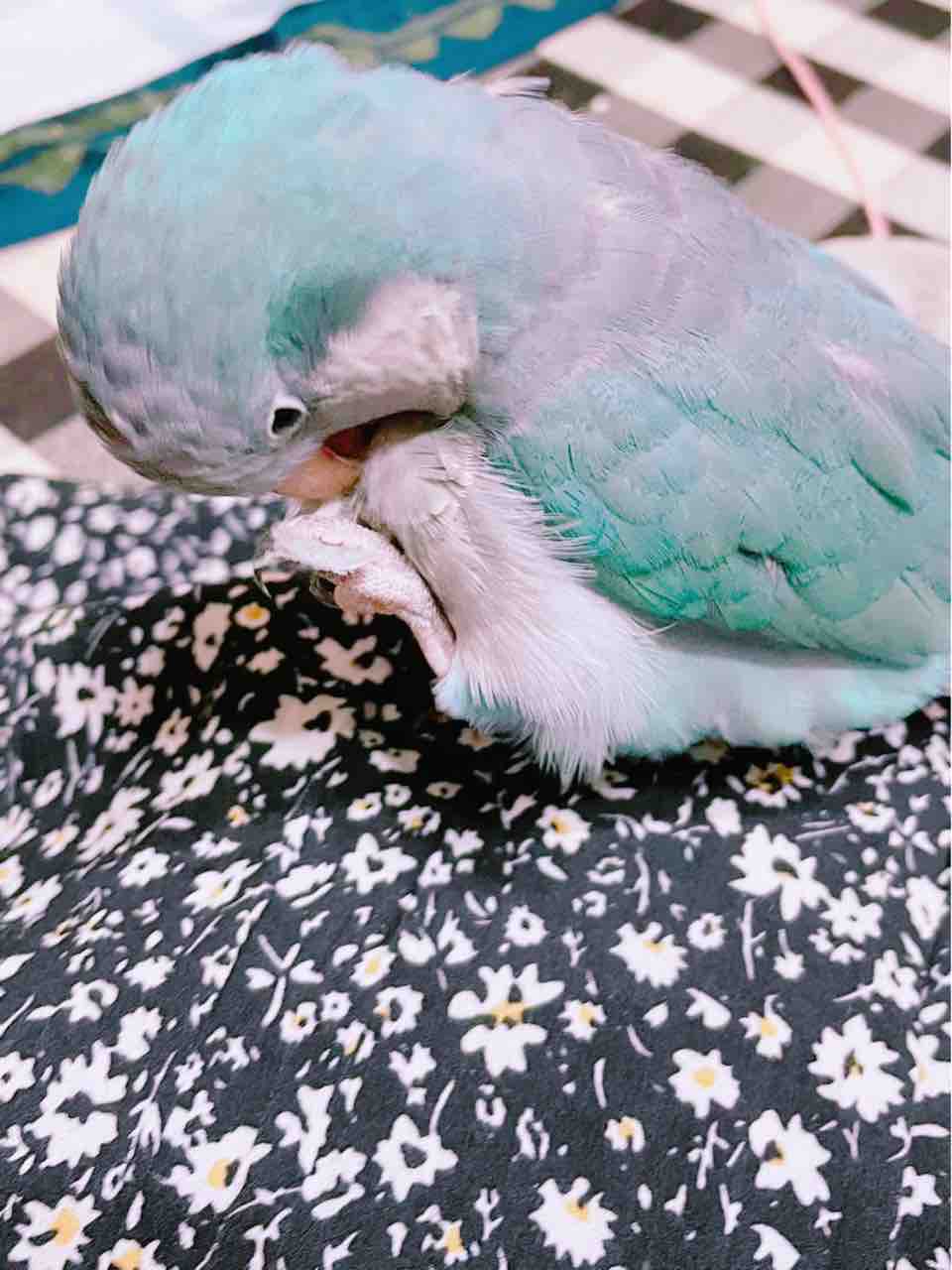 21 07 15 悪戯大好き 大福 茶々丸 ぽんず Naruto編 人生折り返し地点とうに通過の母ちゃん日記