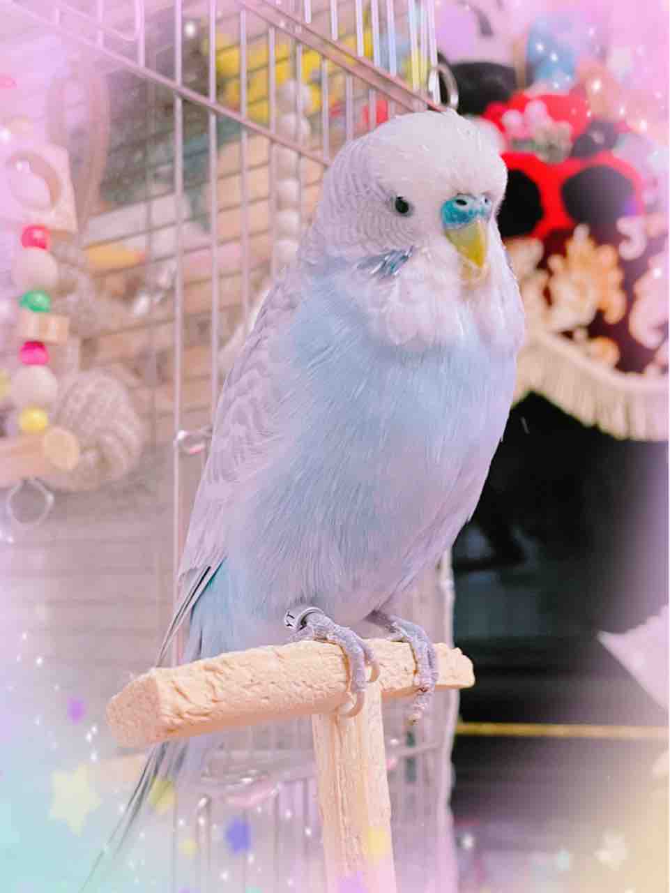 人生折り返し地点とうに通過の母ちゃん日記 母ちゃんのインコ日記