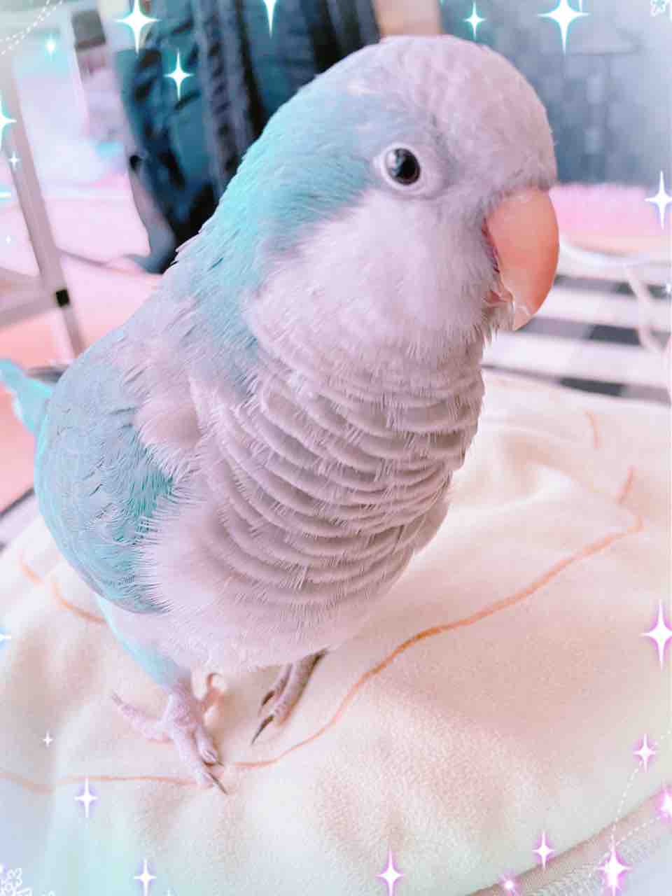 21 04 15 考える人 鳥 大福 茶々丸 ぽんず Naruto編 人生折り返し地点とうに通過の母ちゃん日記