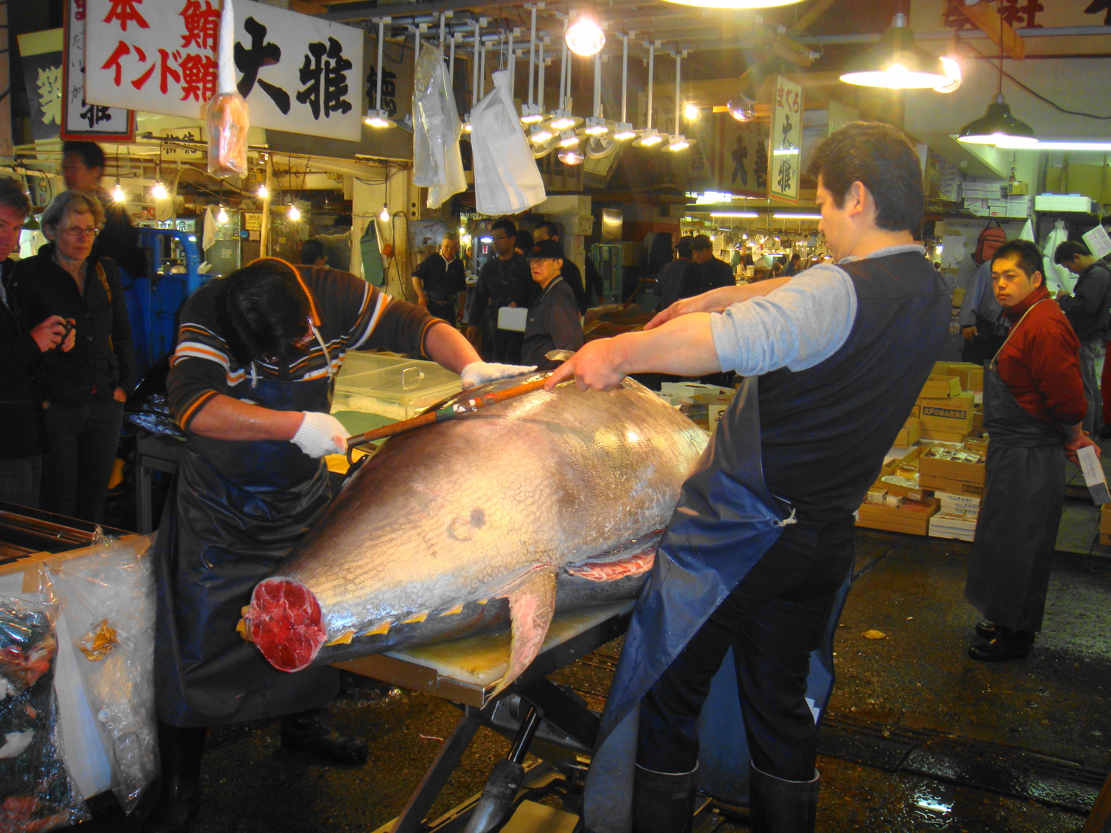 4 24 生マグロ 本日の競り場と仕入れ状況 巨大マグロの解体風景です マグロ専門店 大雅水産 だいがすいさん