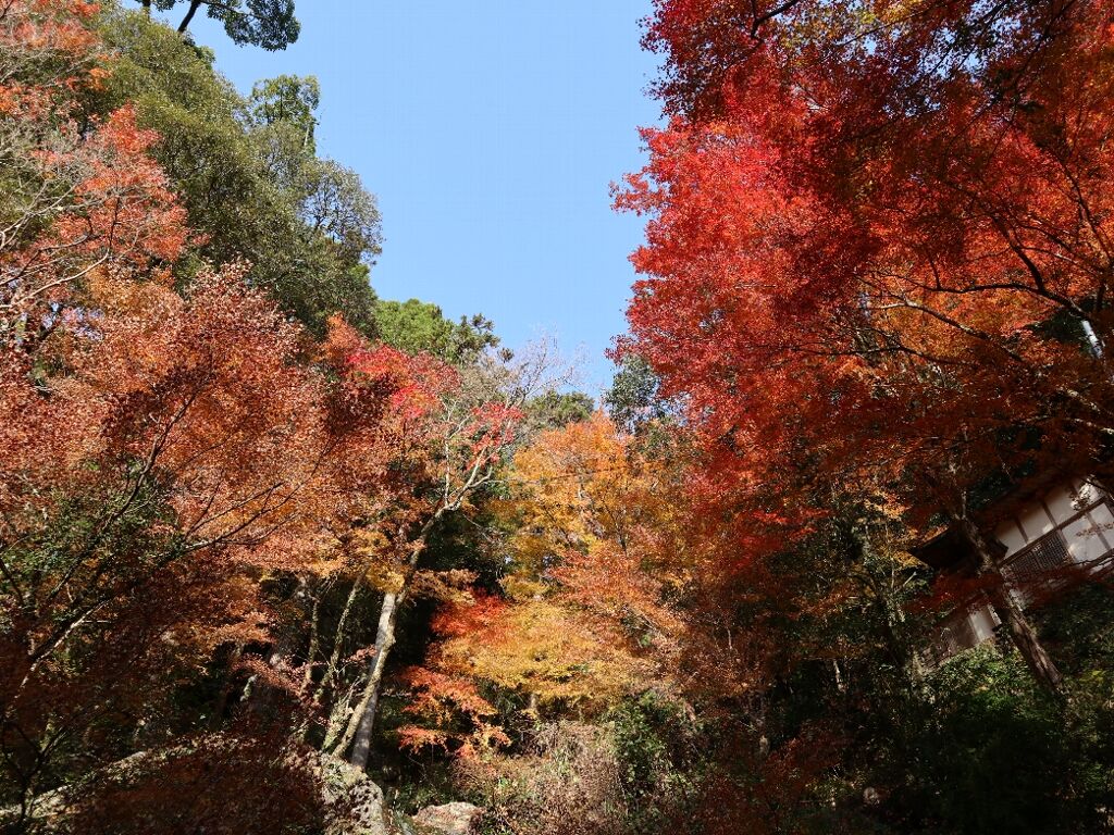 星の岩屋の紅葉 前編 しゃがみ中パンチ