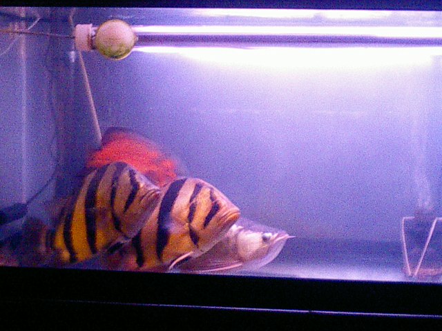 どうしてお腹が減るのかな しゃがみ中パンチ