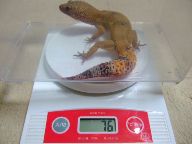 十六夜の月 カナリアの恋 しゃがみ中パンチ